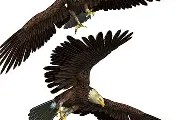 YY易游m6米乐福建YY易游m6米乐信息技术有限公司-老鹰球员复出归队，球队实力再度增强的简单介绍